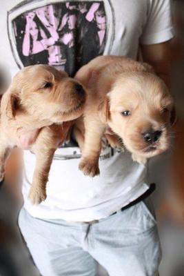 Cute Golden Retriever Pup - Golden Retriever Dog