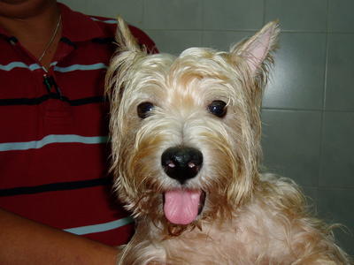 PF23215 - West Highland White Terrier Westie Dog