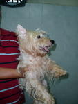 PF23215 - West Highland White Terrier Westie Dog