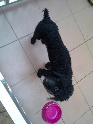 Siao Hei - Poodle Dog