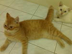 Leo & Simba yg makin membesar..