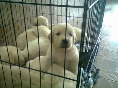 Golden Retriver - Golden Retriever Dog