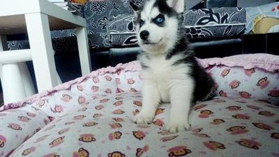 Husky - Big Bone With Blue Eyes   - Siberian Husky Dog