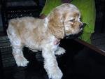 Cocker For Sale - Cocker Spaniel Dog