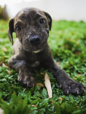 Rexy The Mastiff Mix - Bullmastiff + Pit Bull Terrier Dog