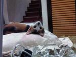 Kelly Calico - Domestic Short Hair + Calico Cat