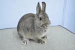 Nd - Chestnut - Netherland Dwarf Rabbit