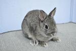 Nd - Chestnut - Netherland Dwarf Rabbit