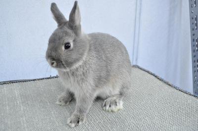 Nd - Opal - Netherland Dwarf Rabbit