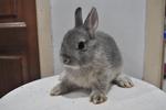 Nd - Opal - Netherland Dwarf Rabbit