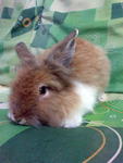 Teddy Bear Pure Breed - Jersey Wooly Rabbit