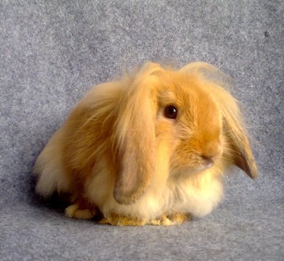 Didy - Lionhead + Lop Eared Rabbit