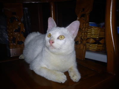 Puteh - Domestic Short Hair Cat