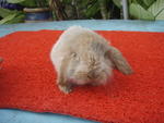 Lop - Lop Eared Rabbit