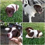 Puppies Urgently Need Home - Mixed Breed Dog