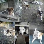 Puppies Urgently Need Home - Mixed Breed Dog