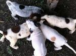 Puppies Urgently Need Home - Mixed Breed Dog