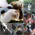 Puppies Urgently Need Home - Mixed Breed Dog