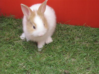 Vochelle - Dutch + Angora Rabbit Rabbit