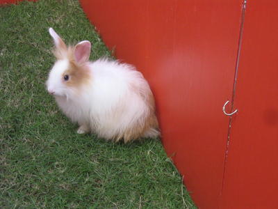 Roche - Angora Rabbit + Dutch Rabbit