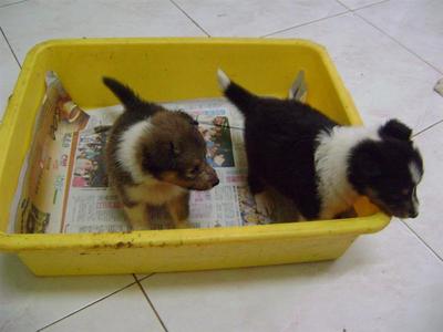 Shetland Sheepdog Sheltie Puppies  - Shetland Sheepdog Sheltie Dog