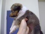 Shetland Sheepdog Sheltie Puppies  - Shetland Sheepdog Sheltie Dog