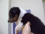 Shetland Sheepdog Sheltie Puppies  - Shetland Sheepdog Sheltie Dog