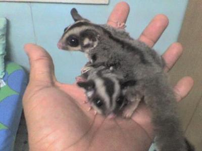 Australia Sugar Glider Baby Package - Sugar Glider Small & Furry