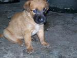 Puppy1-Female-combination of brown,black and white