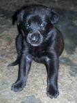 Puppy 2-Female-wholly black with blue eyes