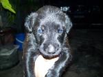 Puppy 3-Female-wholly black with blue eyes