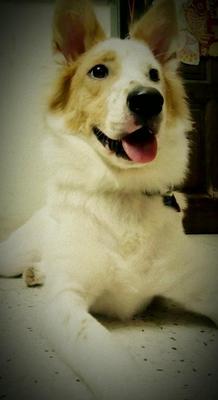 Elizabeth (Lizzy) - Spitz Mix Dog