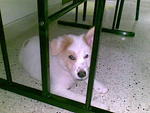 Elizabeth (Lizzy) - Spitz Mix Dog