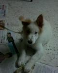 Elizabeth (Lizzy) - Spitz Mix Dog