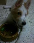 Elizabeth (Lizzy) - Spitz Mix Dog