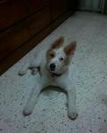 Elizabeth (Lizzy) - Spitz Mix Dog