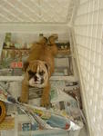 English Bulldog Puppy - English Bulldog Dog