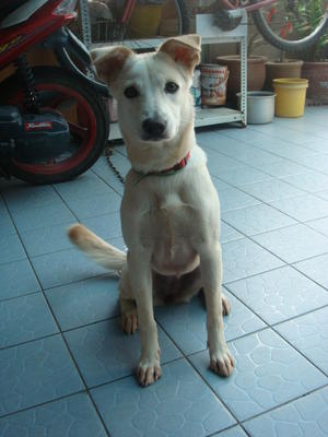 Nicky  - Mixed Breed Dog