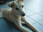 Nicky  - Mixed Breed Dog