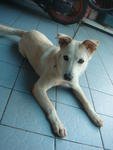 Nicky  - Mixed Breed Dog