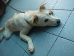 Nicky  - Mixed Breed Dog