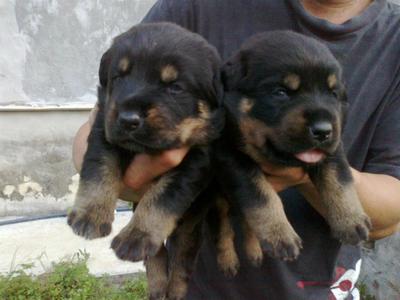 Rottweiler Cute Puppies  - Rottweiler Dog