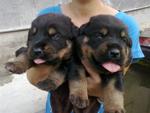 Rottweiler Cute Puppies  - Rottweiler Dog