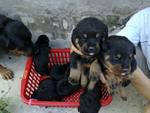 Rottweiler Cute Puppies  - Rottweiler Dog