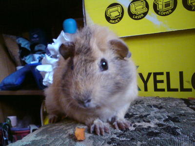 Bonzer - Guinea Pig Small & Furry