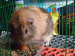 Bonzer - Guinea Pig Small & Furry