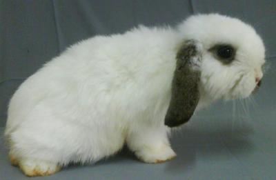 Gaterabbitry Hl - Holland Lop Rabbit