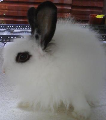 Gaterabbitry Hotot - Hotot Rabbit