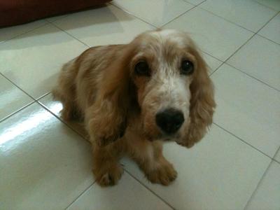 Cocker Spaniel - Cocker Spaniel Dog