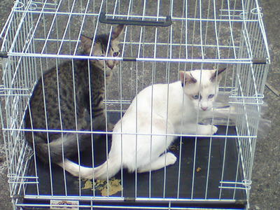 Snowy And Blacky - Siamese + Domestic Short Hair Cat